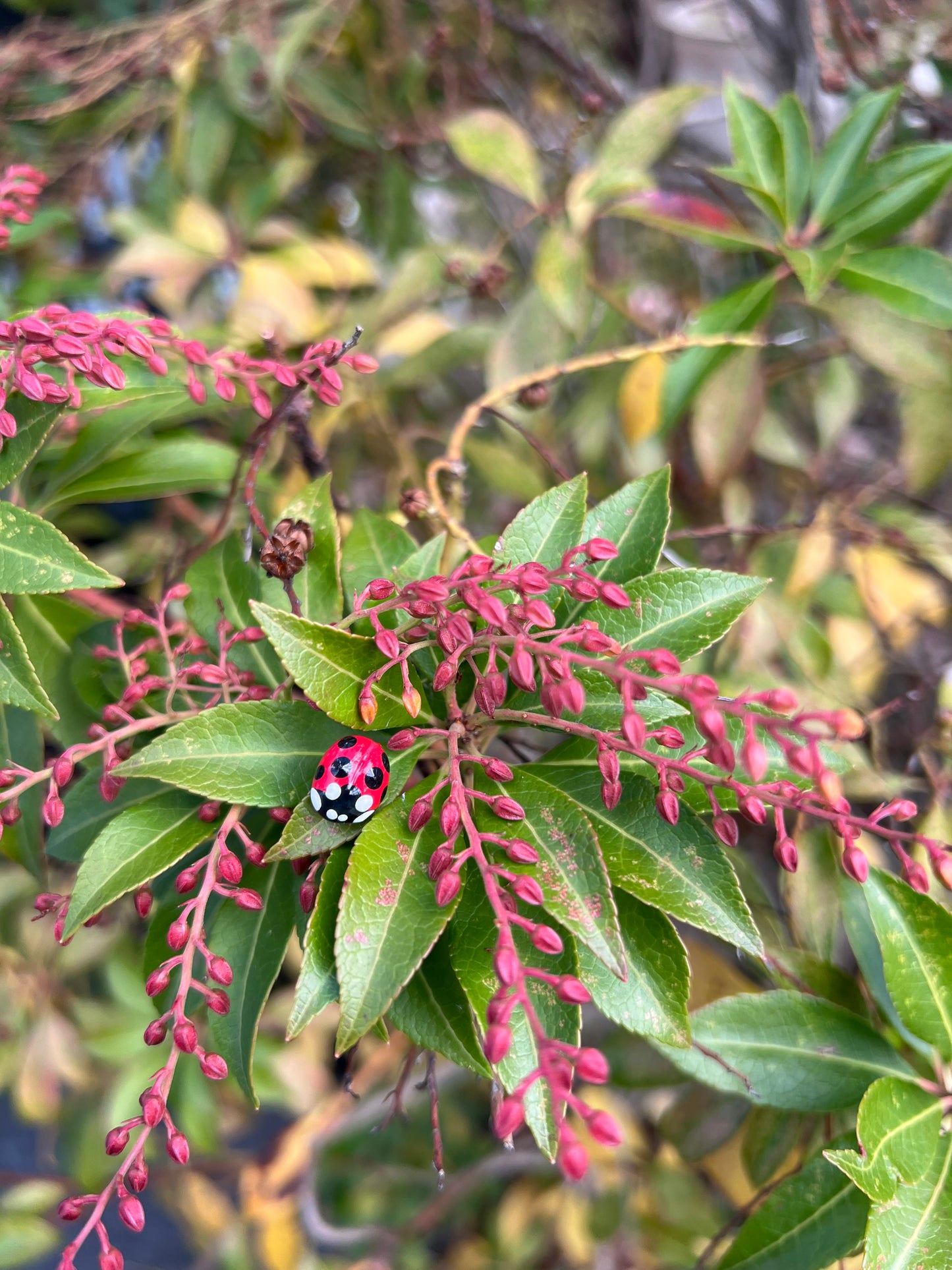 Ladybug Pins (13 available)
