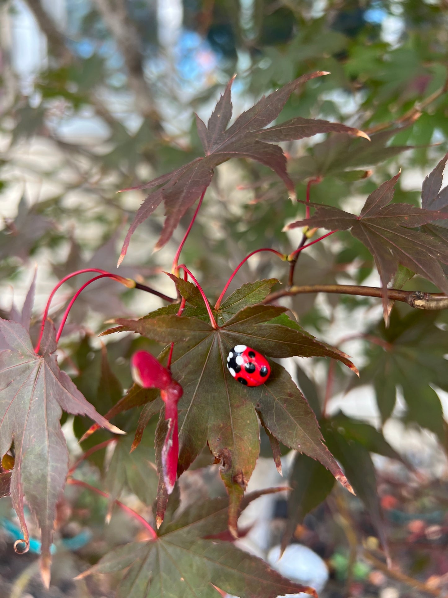 Ladybug Pins (13 available)